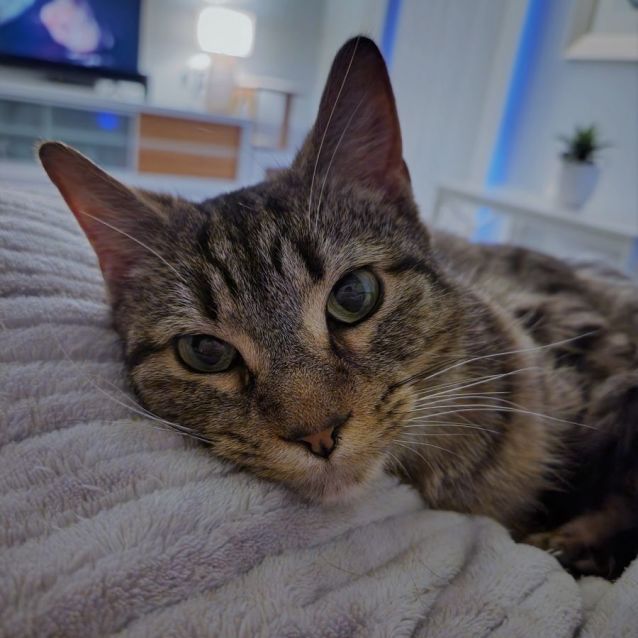 Photo of Lizzy ^^Dandy Cat Rescue^^