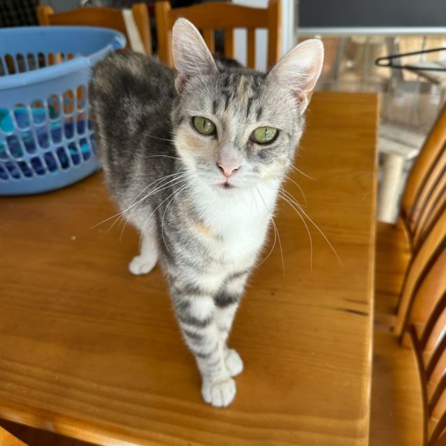 Photo of Vixen 💗