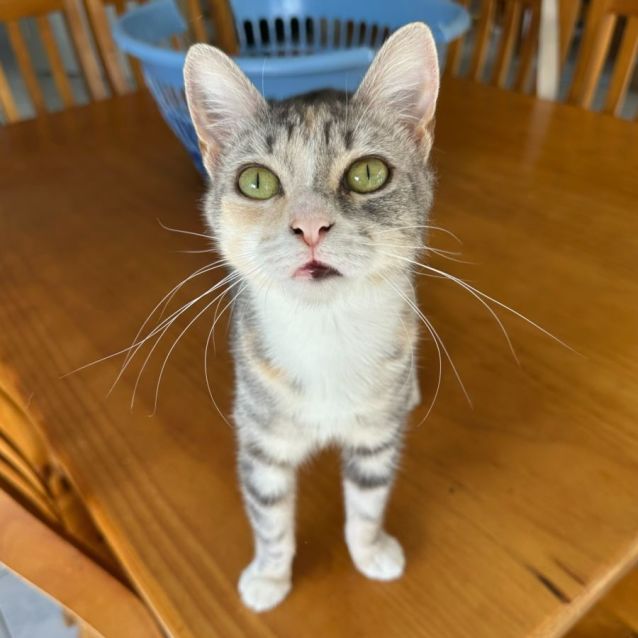 Photo of Vixen 💗
