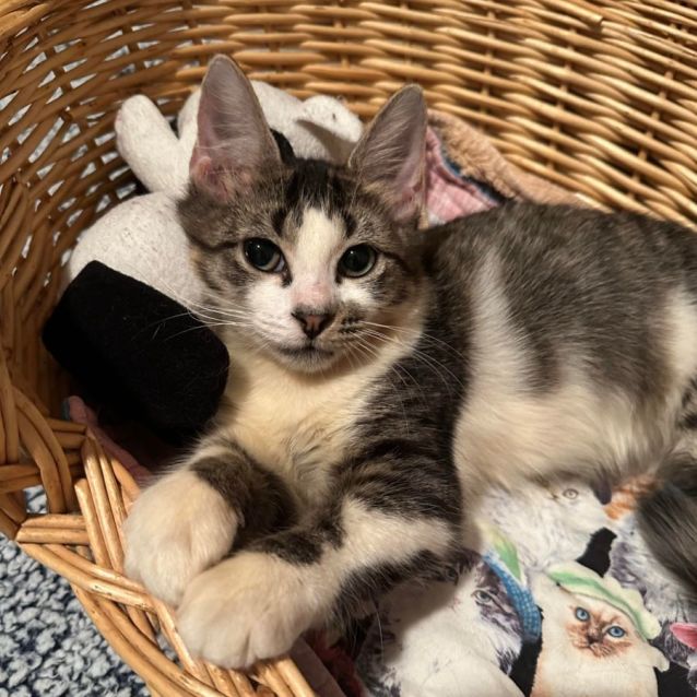 Photo of Sai (Saitama)