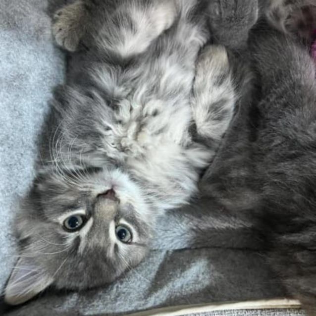 Photo of Heavenly Humphrey