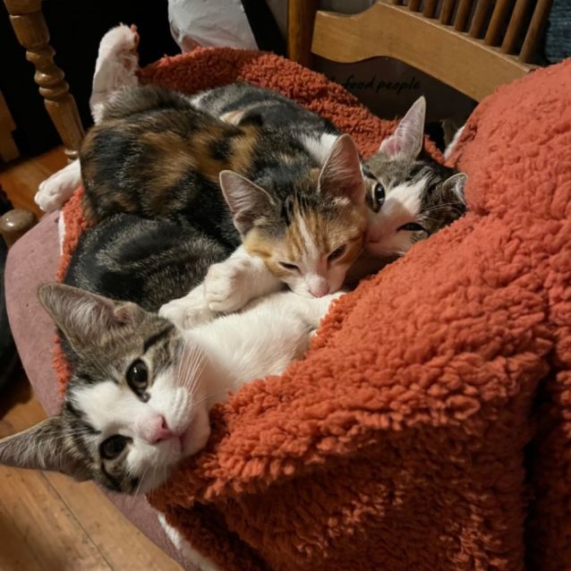 Photo of Isla **2nd Chance Cat Rescue**