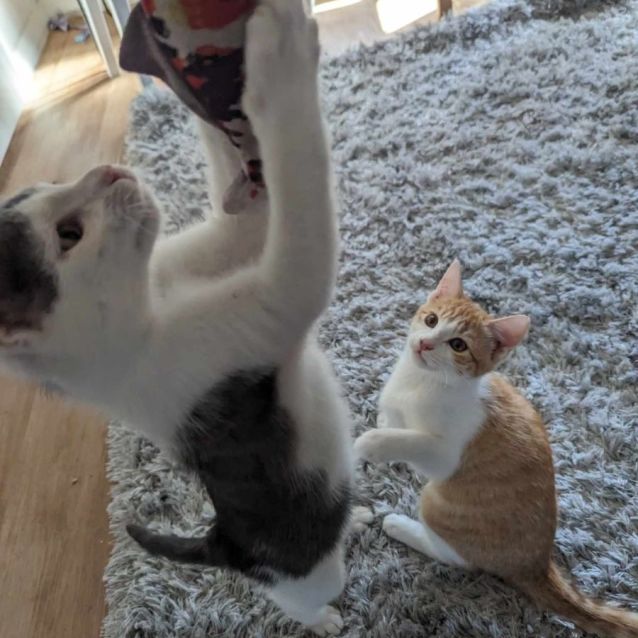 Photo of 🎵Tay Tay🎵 (Located In Wantirna South)