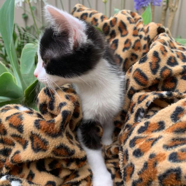 Photo of Jake 😺😺😺