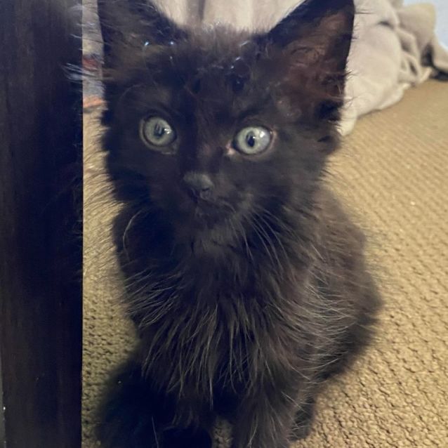 Photo of Josie