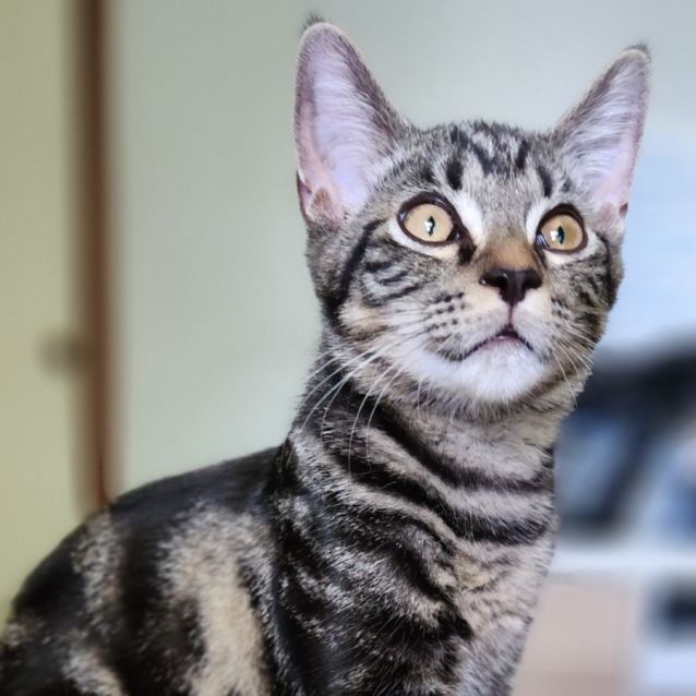 Photo of Duffy ^^Dandy Cat Rescue^^