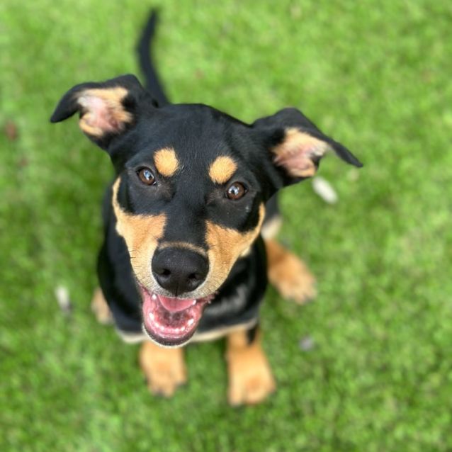 Photo of Desert Flame