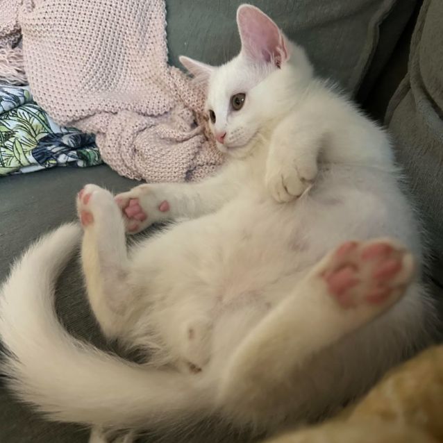 Photo of Chase & Foreman