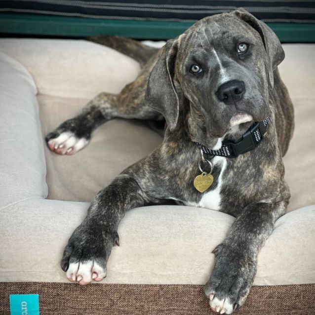 Photo of Knightly