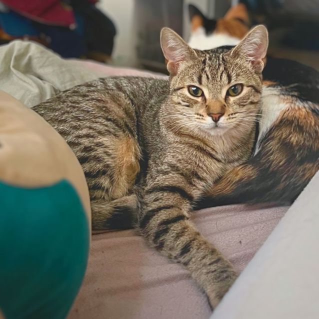 Photo of Daphne