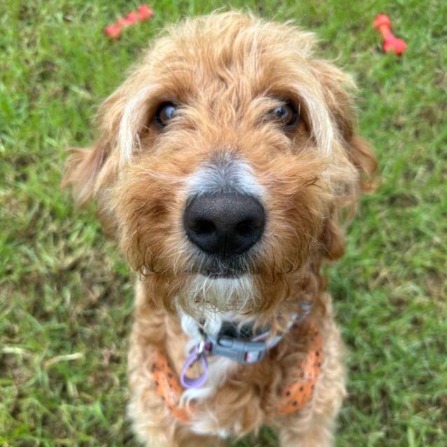 Photo of Marlu! 🧡🧡