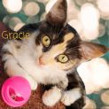 Photo of Gracie