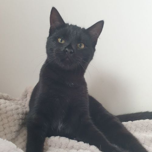 Frida
