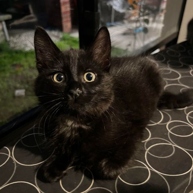 Photo of Chess (Located In Cranbourne)