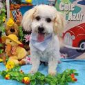 Photo of Teddy