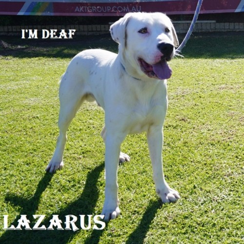 Lazarus