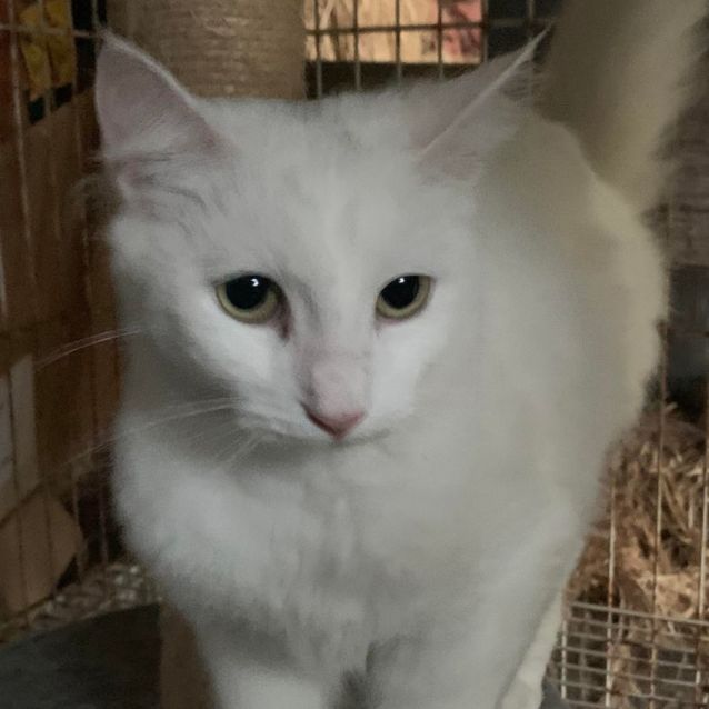 Photo of White 9 Month Old Female (Reduced Adoption Fee)