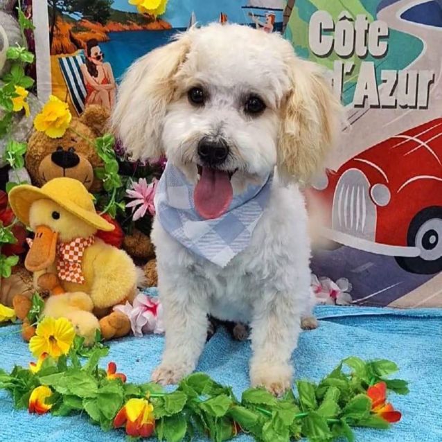 Photo of Teddy