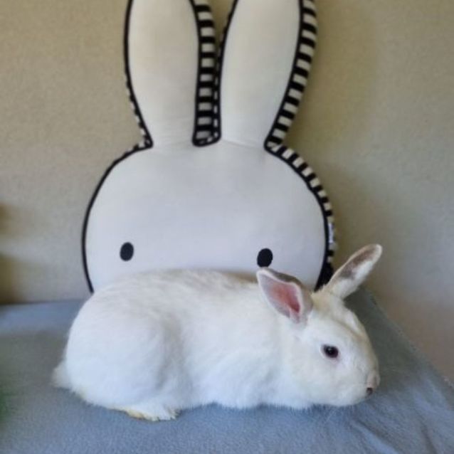 Photo of Rover (Located In Frankston)