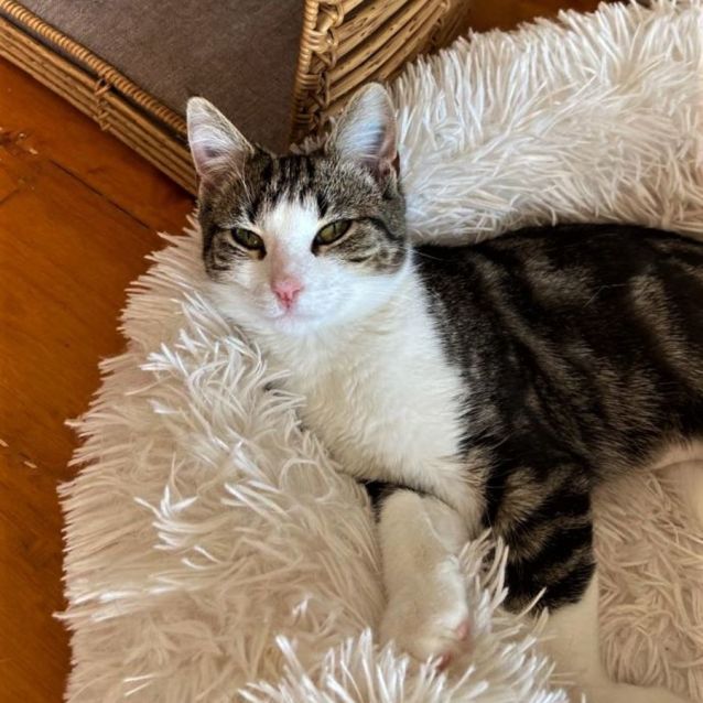 Photo of Giselle ^Dandy Cat Rescue^