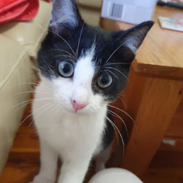 Photo of Shadow