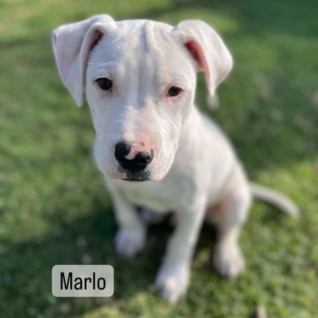 Photo of Marlo