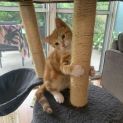 Photo of Simba