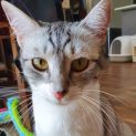 Photo of Jewel 