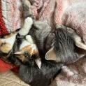 Photo of Isla **2nd Chance Cat Rescue**