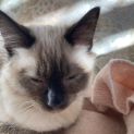 Photo of Jack (Kitten)