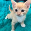 Photo of Apricot