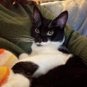 Photo of Matilda **2nd Chance Cat Rescue**