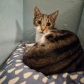 Photo of Hackett ** 2nd Chance Cat Rescue**