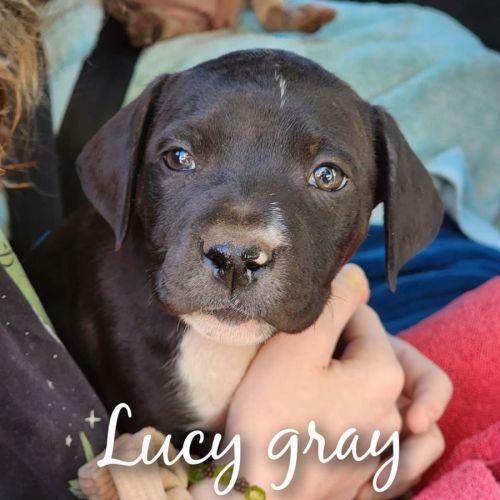 Lucy Gray