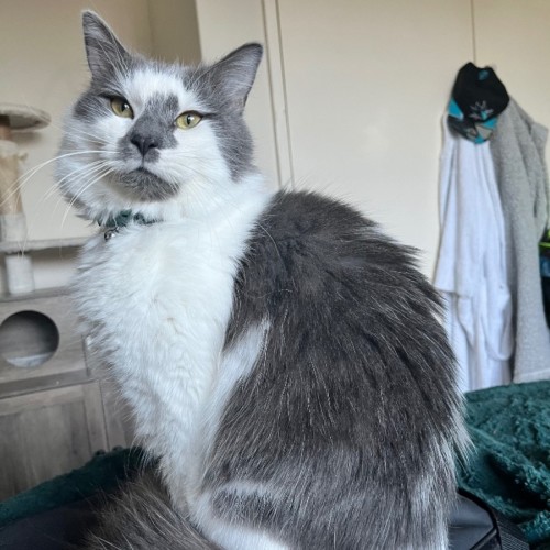 Mr Whiskers *9 Lives Project Rescue*