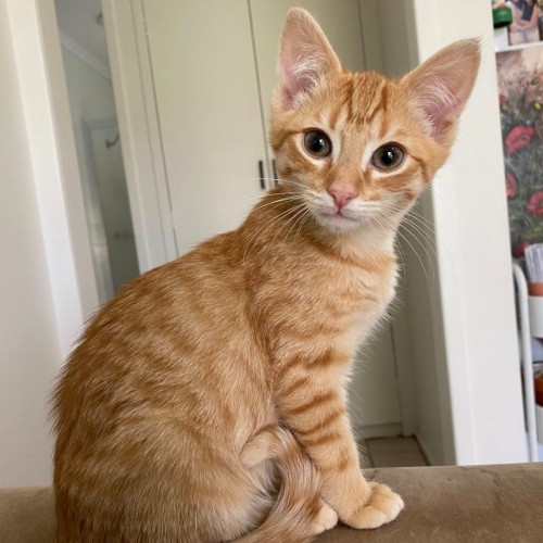 Felix