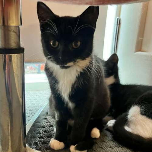 Pearl *9 Lives Project Rescue*