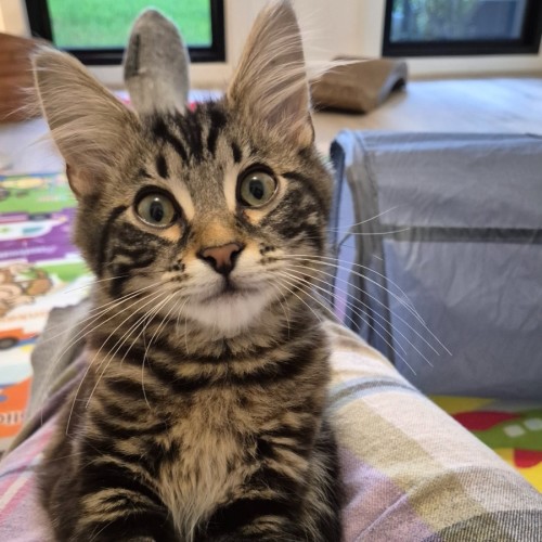 Oscar