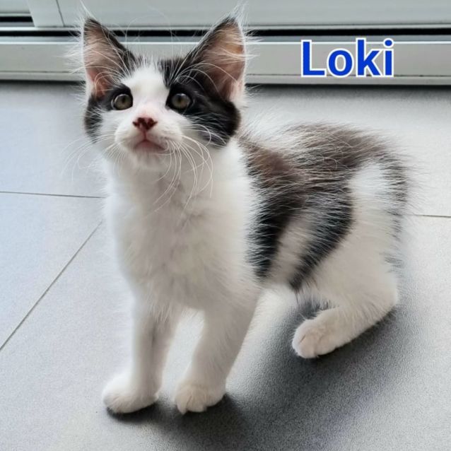 Photo of Loki