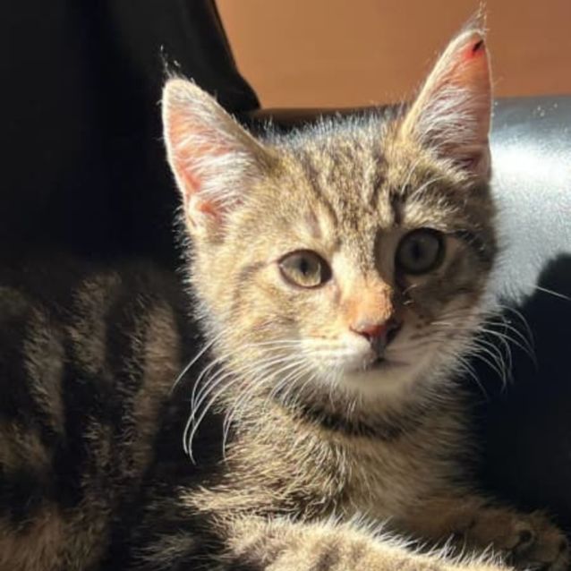 Photo of Remarkable Rooney