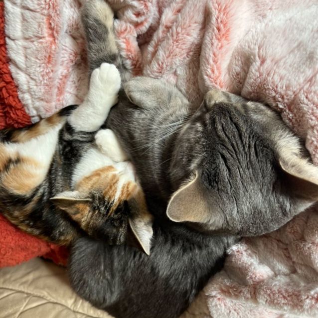 Photo of Isla **2nd Chance Cat Rescue**