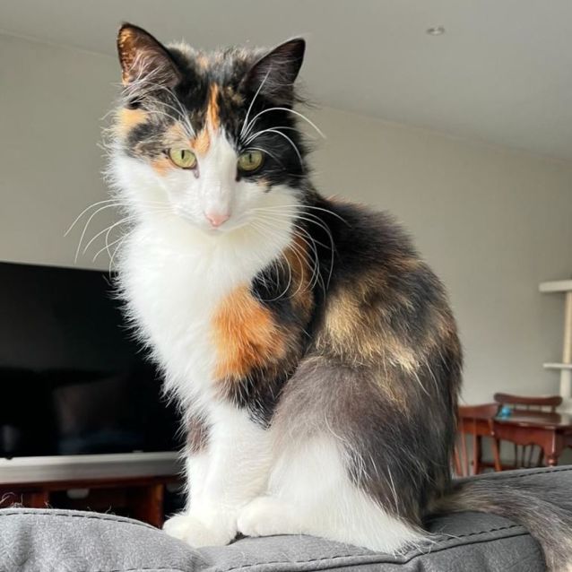 Photo of Brownie