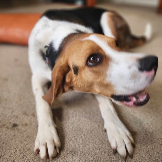 Photo of Angus