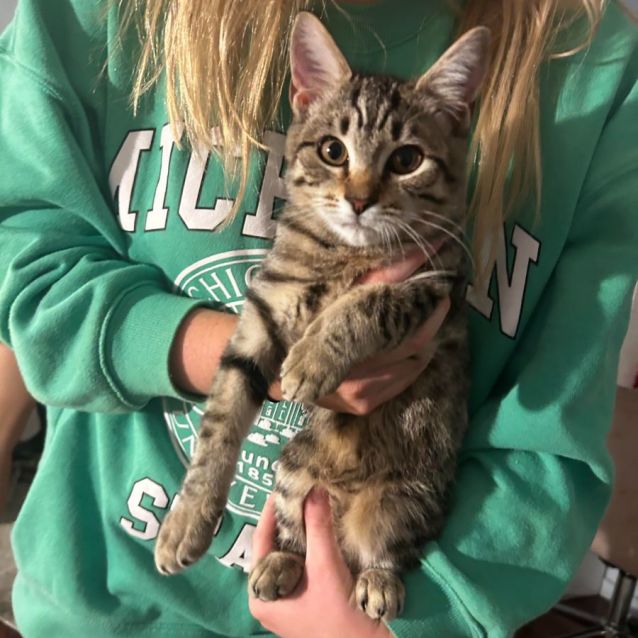 Photo of Chip