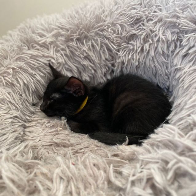 Photo of C1301 Nutmeg