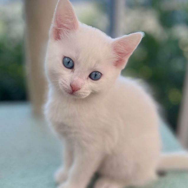 Photo of 🤍 Leila 🤍