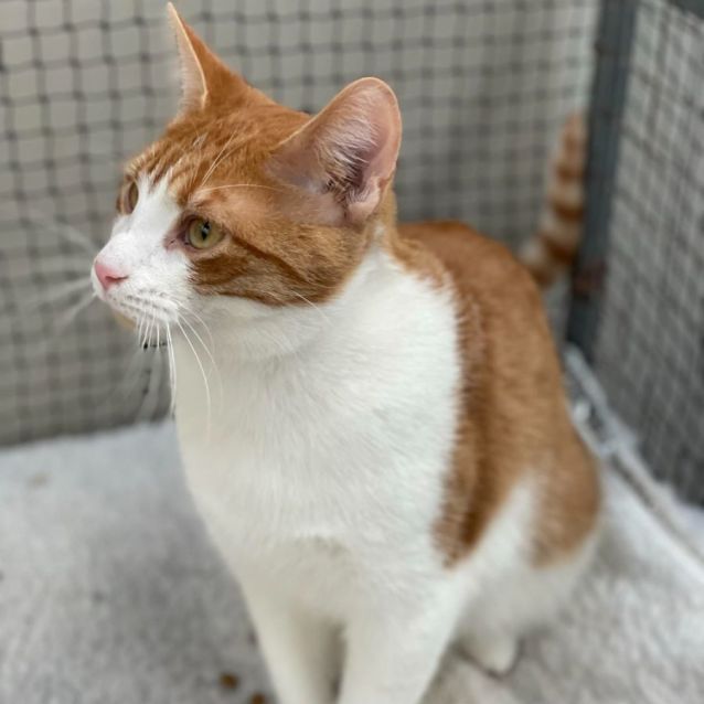 Photo of Edie ** 2nd Chance Cat Rescue**