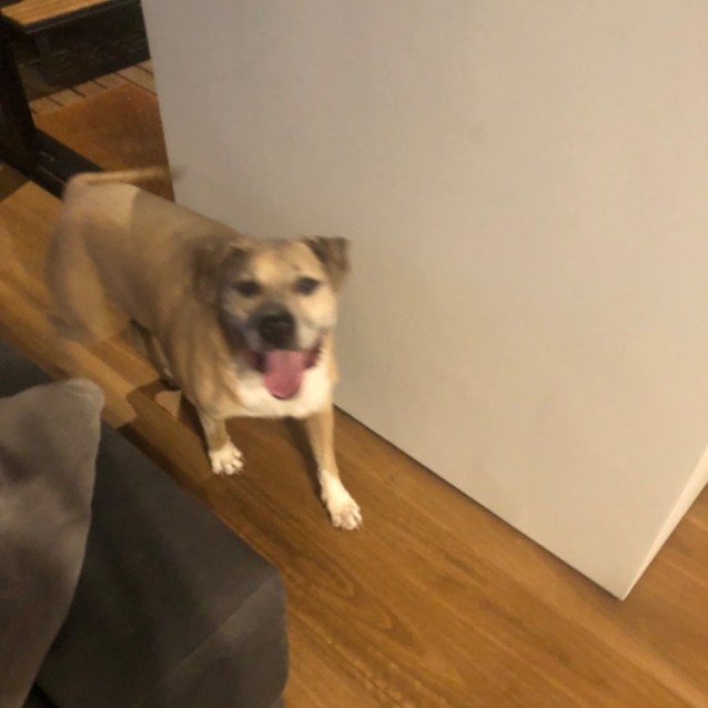 Photo of Blizzard And Stormy 