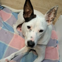 Photo of Petal