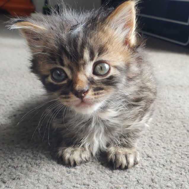 Photo of Momo